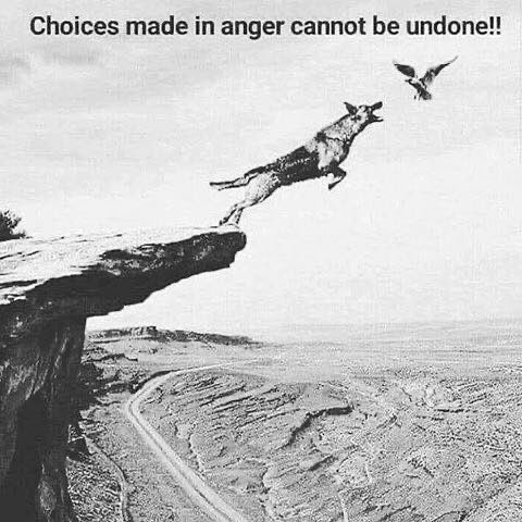 Dog chasing a bird off cliff with text saying Choices made in anger cannot be undone.